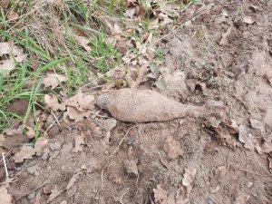 Pocisk moździerzowy w m. Zagony