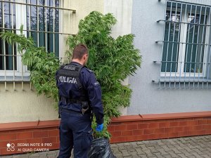 zabezpieczone krzewy z uprawy