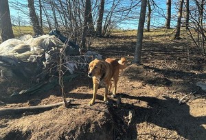 Znaleziony pies