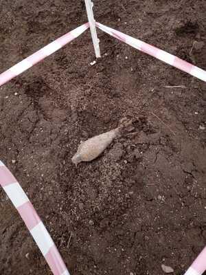 Zabezpieczony granat moździerzowy